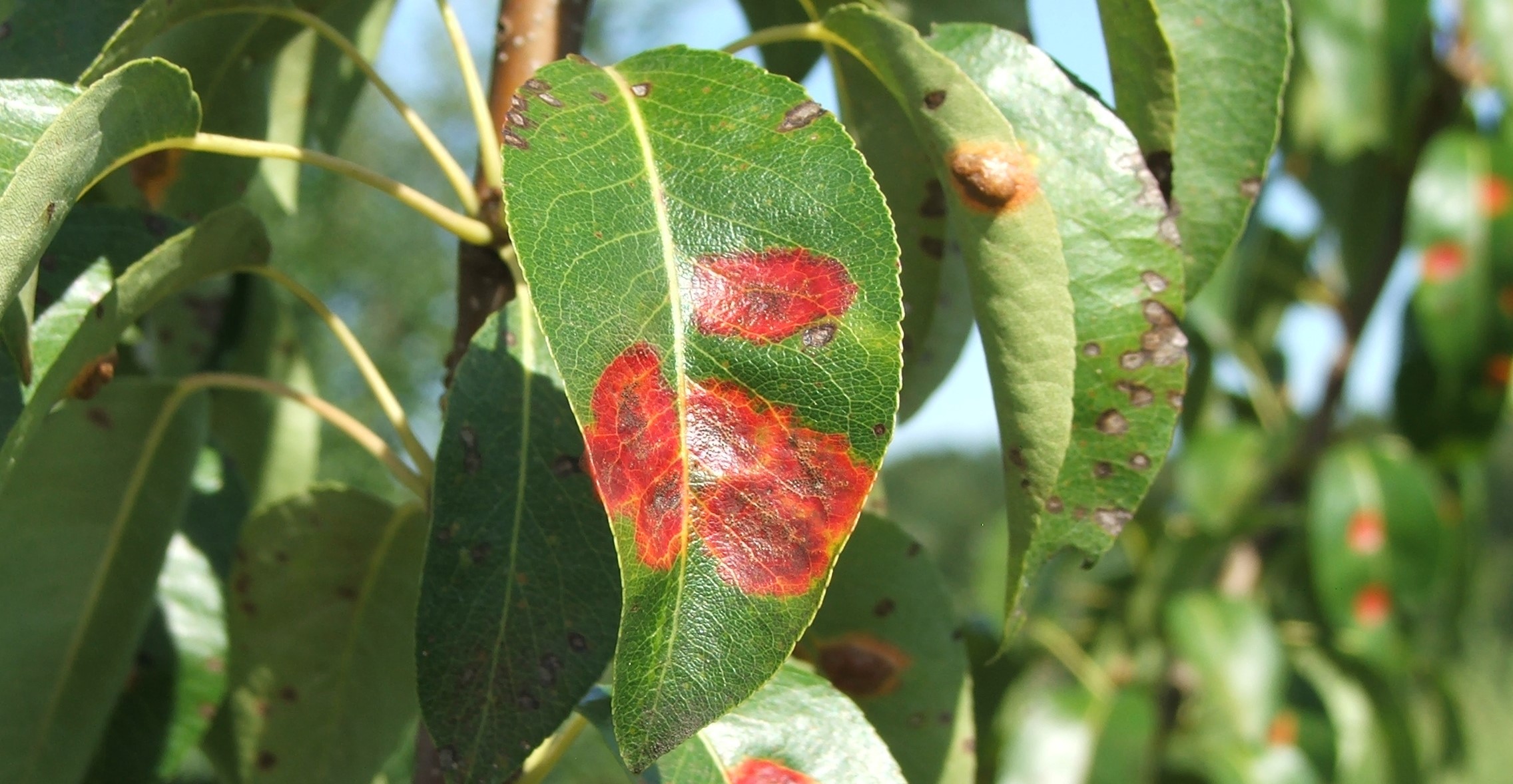 Növényvédelmi teendők – 2023. augusztus 5. hét